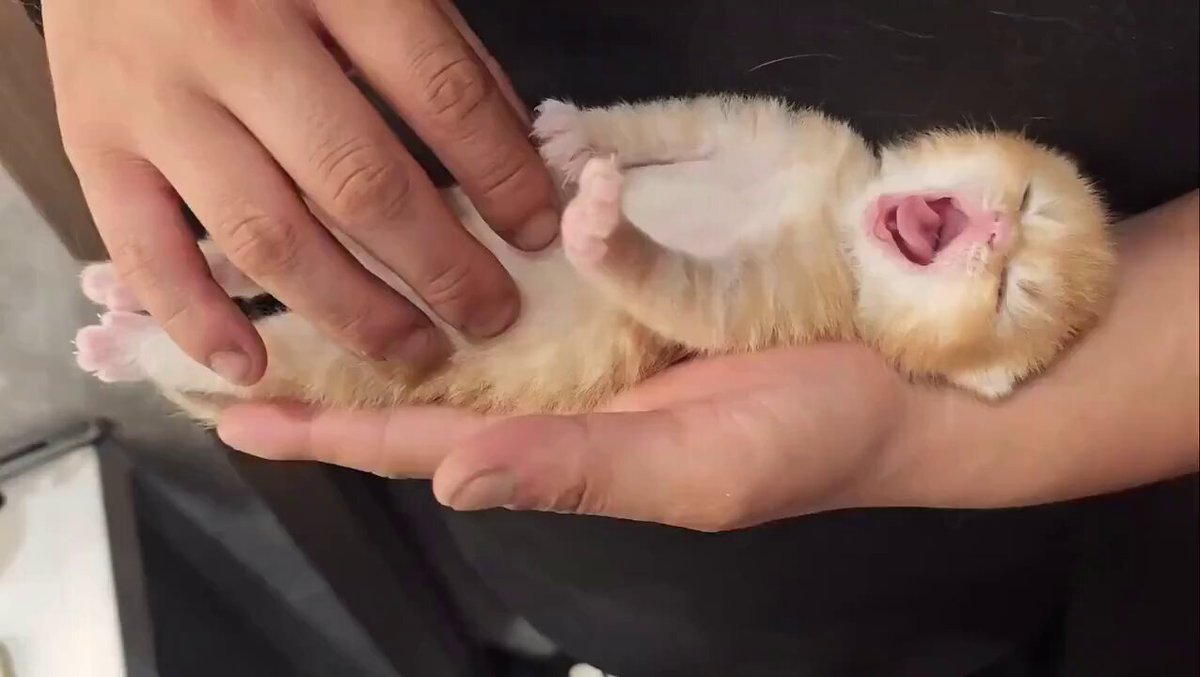 修正作品　プカプカ猫 すずつむふう【我が家の可愛い猫's】 on X: 