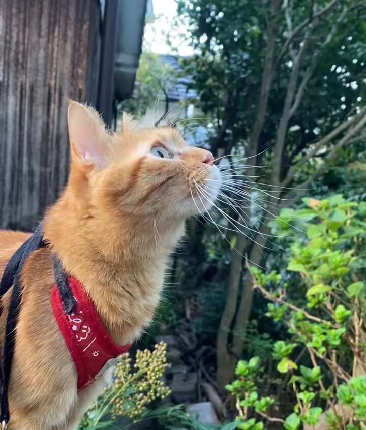 どらねこ DgWltOpUYAAYIms.jpg