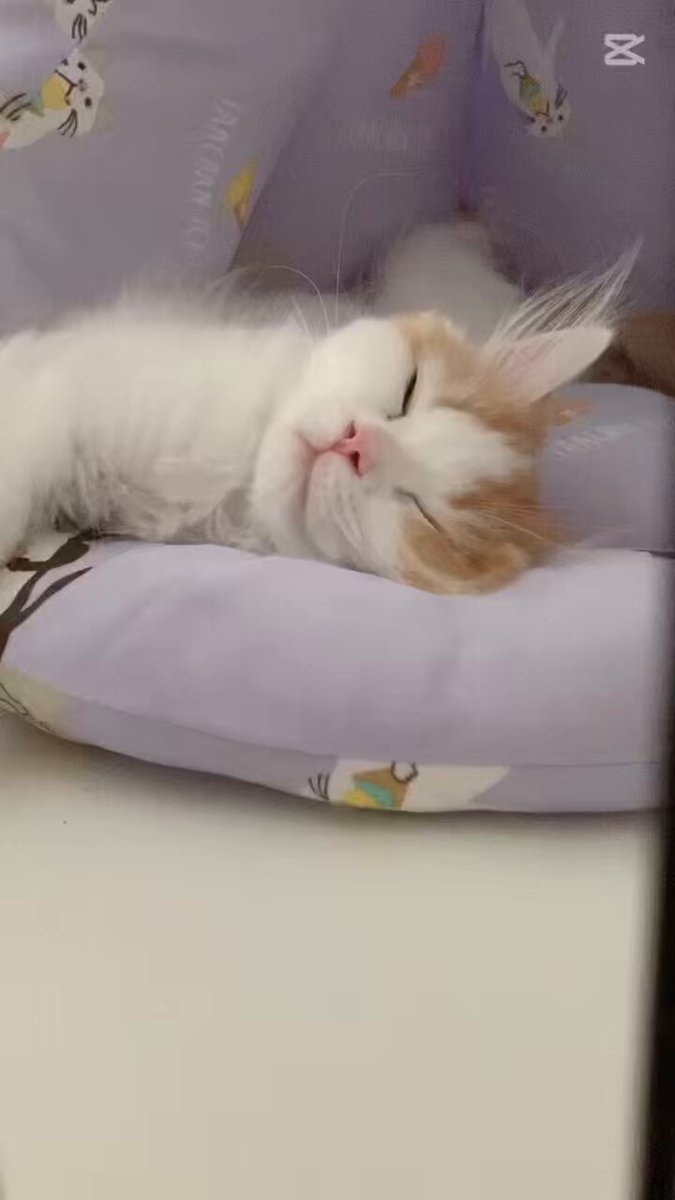 猫ココ 猫ココ