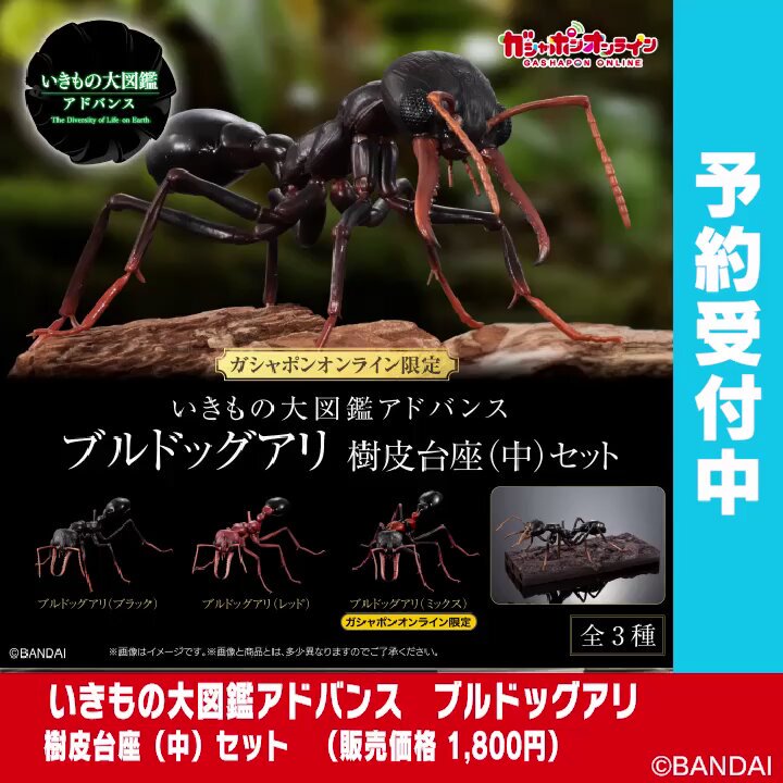いきもの大図鑑 まとめ売り(アドバンス含) いきもの大図鑑 アドバンス SELECTED EDITION 全4種コンプリート