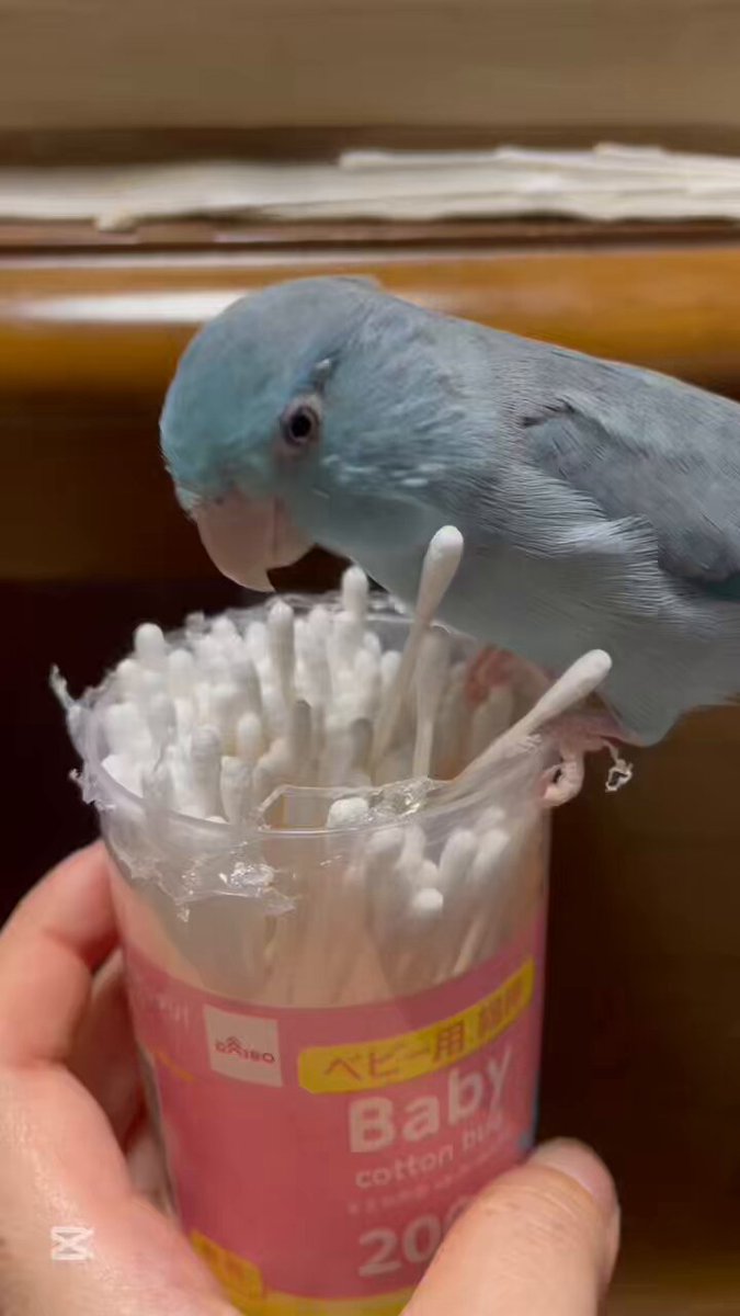 金運インコ Amazon.co.jp: merrytime 巣箱 インコ 鳥の巣 繁殖ボックス 繁殖