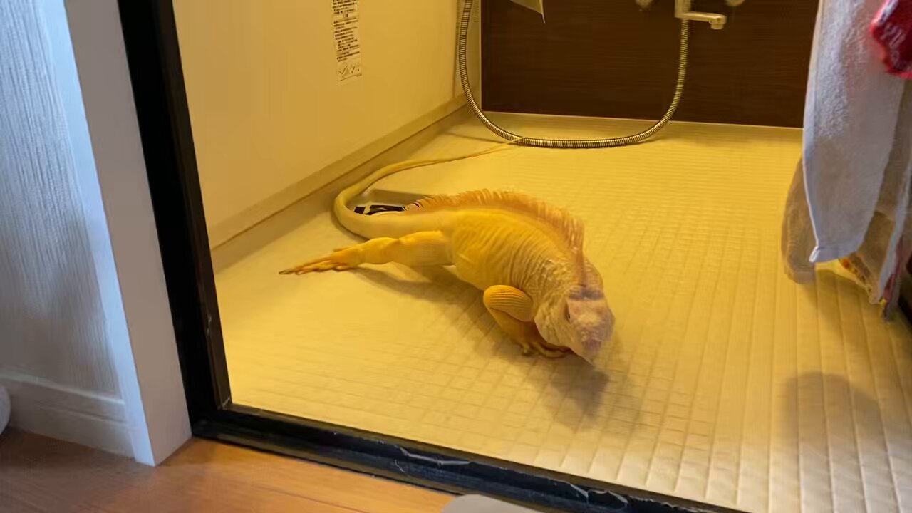 いぐあな ツチイグアナ属 - Wikipedia