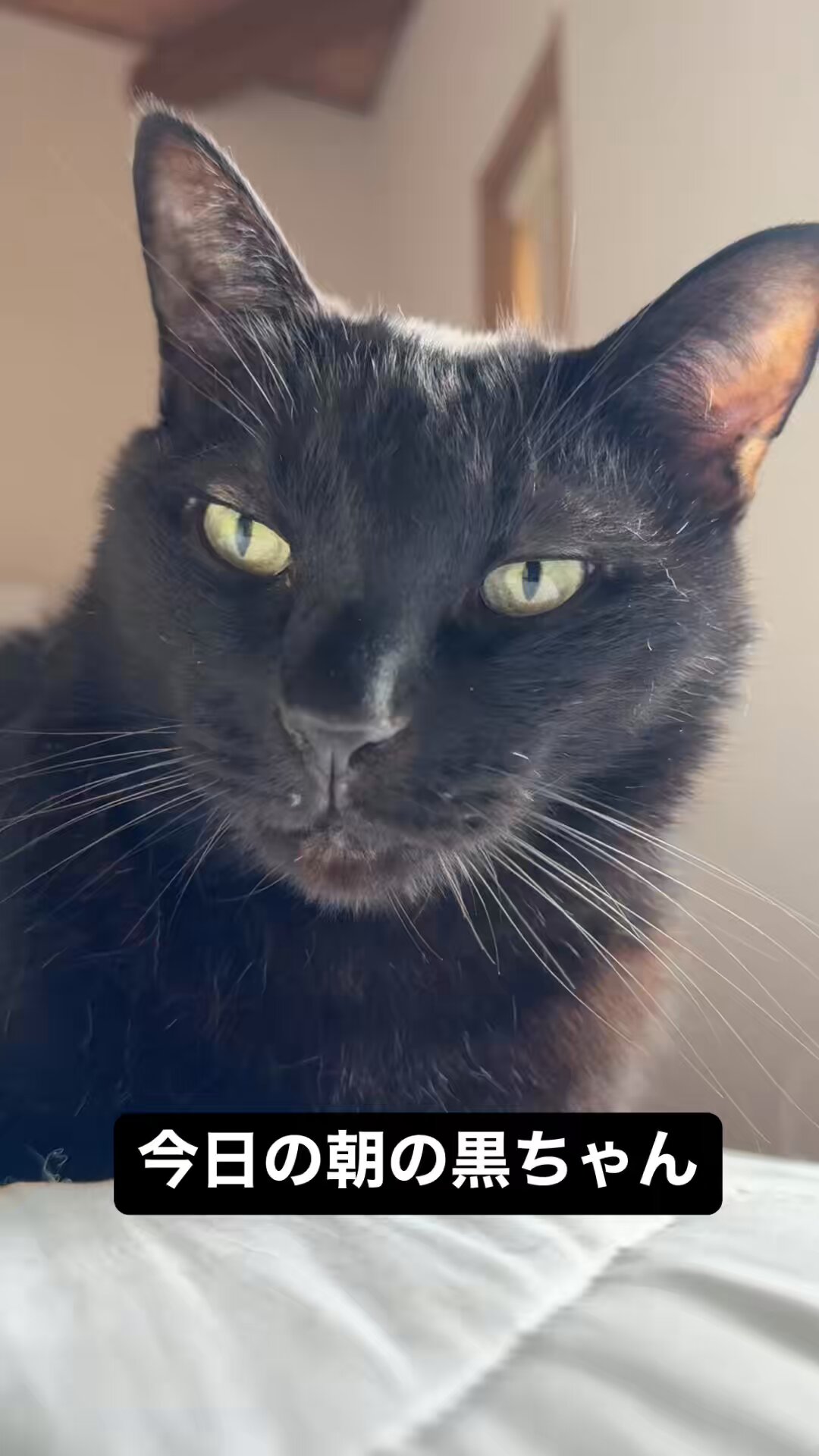 猫の黒ちゃんねる🐈‍⬛ on X: 