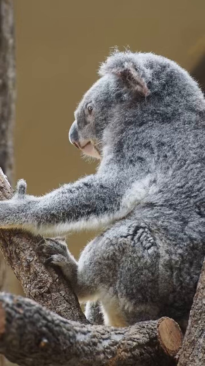 ⭐︎コアラ⭐︎ コアラのワトル🐨 on X: 
