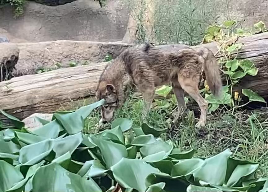 原画 オオカミ 狼 ※額付き #189 原画 オオカミ 狼 ※額付き #189