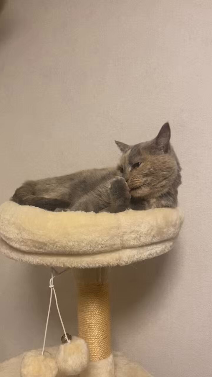 雨の日のねこ様♡ありがとうございます♡ GuoZns9WoAAQxO6.jpg:large