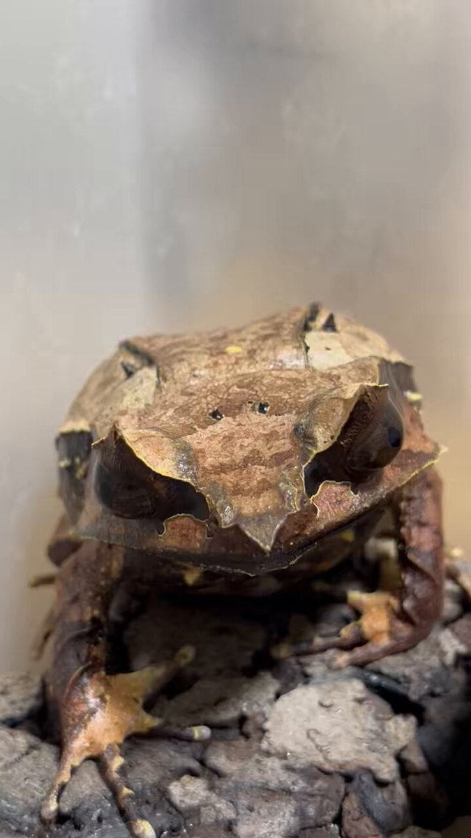 MOMOSHIVA (@MOMOSHIVA) / X