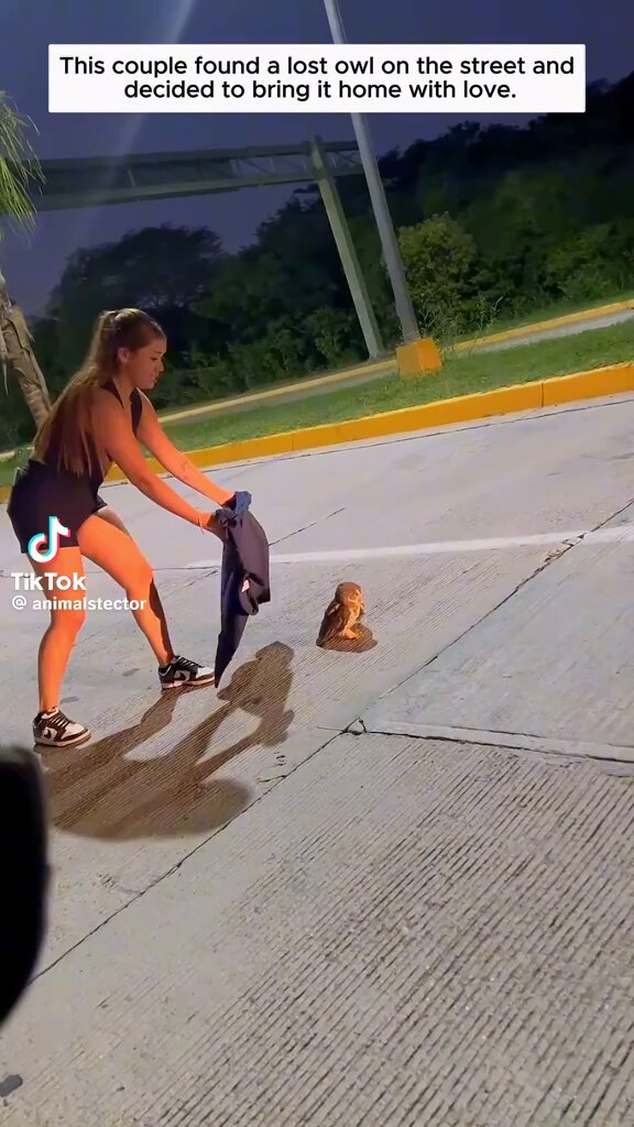 Video oleh @animalkyat