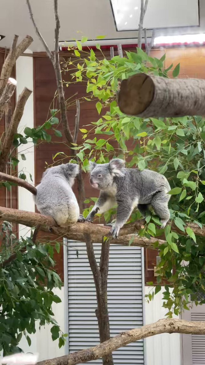コアラ　他の方はご遠慮願います Koala Talk - Japanese Translation - Currumbin Wildlife Sanctuary