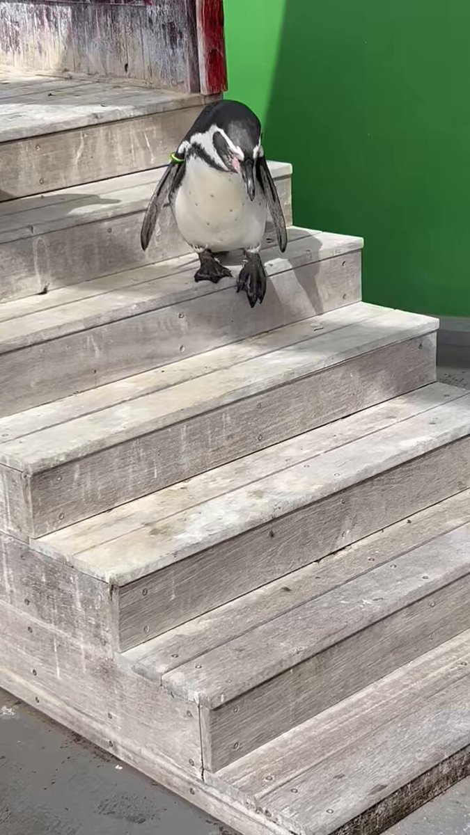 ⭐︎はる⭐︎さん ハル (@fusen_haru_) / X