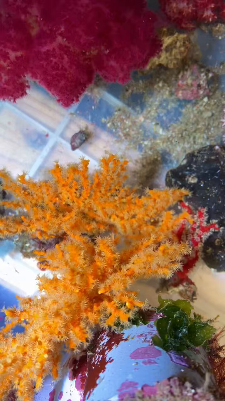 海をお手本にしたアクアリウム🐠シュリンプ (@shrimp_aquarium) / X