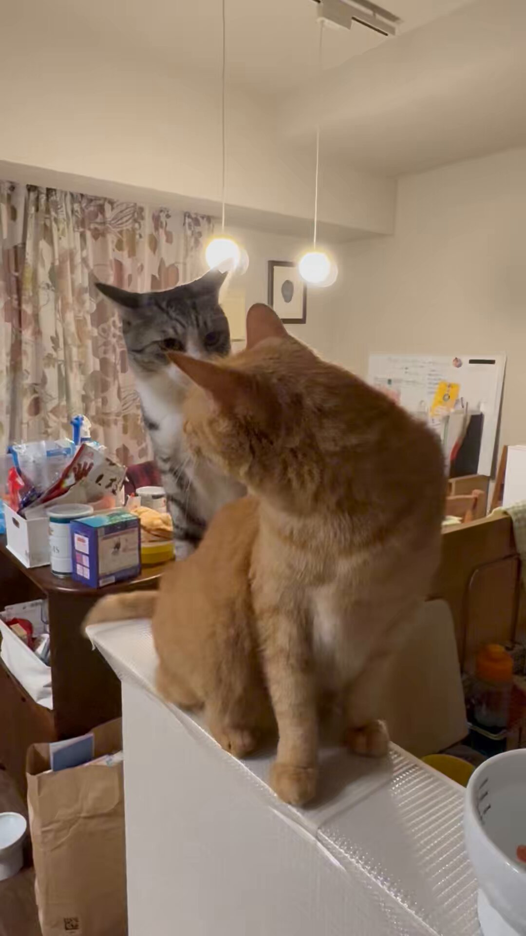 こいもちゃん🐈 on X: 