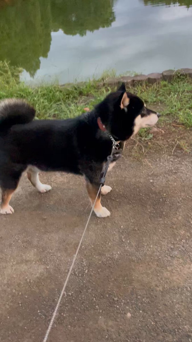 黒柴©️（感謝） jdtk59ii_200x200.jpg