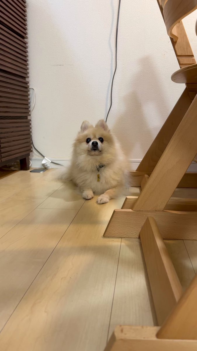 ポメ子様 ポメラニアンのにんじゃ家 (@motopii0331) / X
