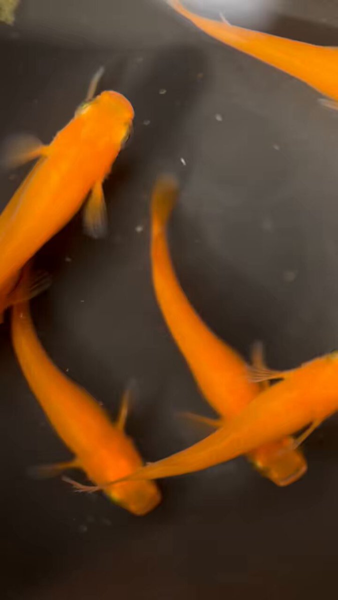 博多ちぇすめだか 博多ちぇすめだか めだかフェスin福岡博多区に行って、少し奥