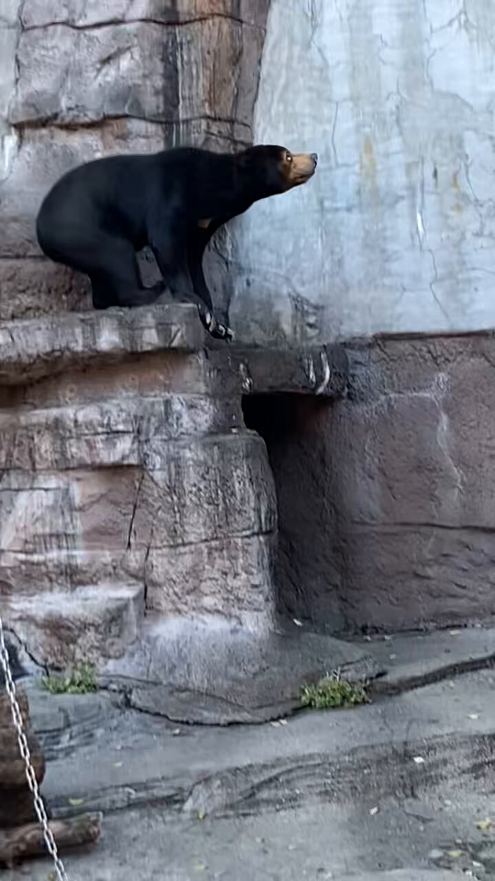 しっぽページ 瞬足 JB-113 ラベンダー｜「すみっコぐらし」コラボモデル