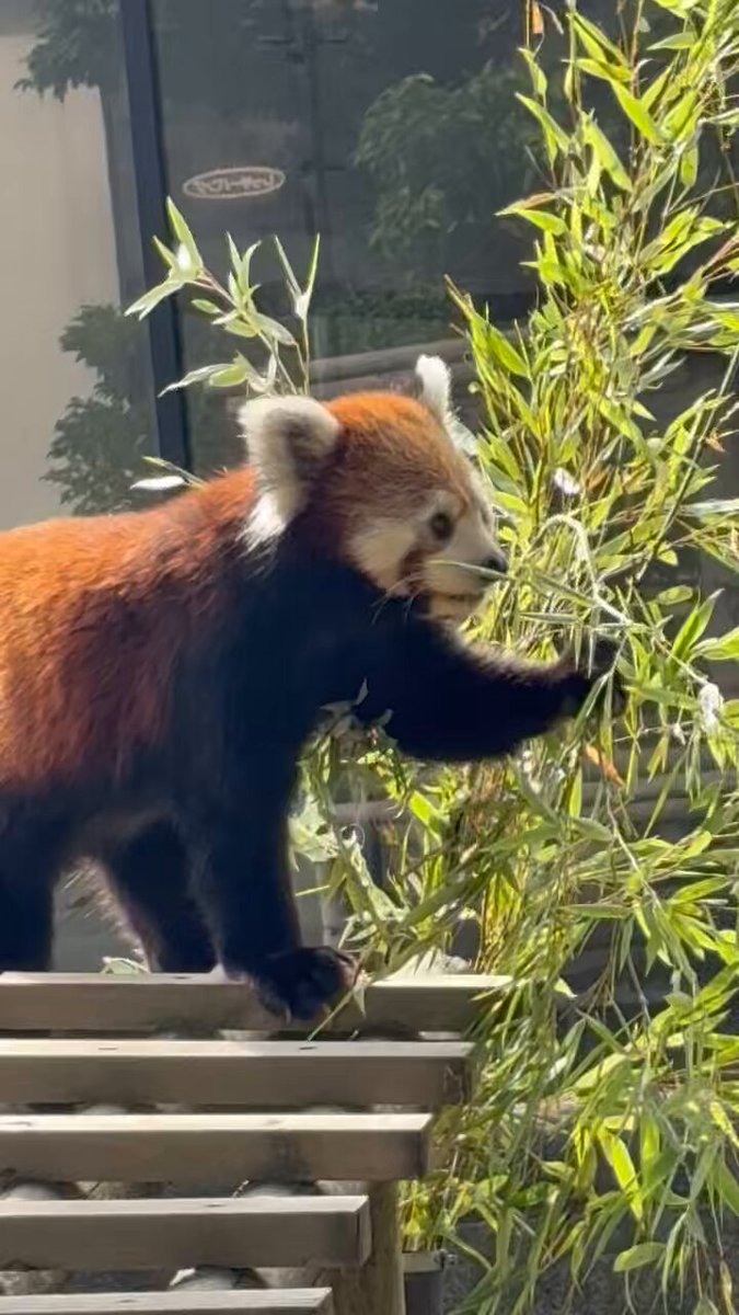 パンツ redpanda もんもん (@monmon_redpanda) / X