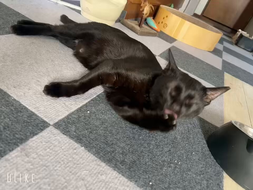 猫が好き カード検索 ｜ Z/X - Zillions of enemy X - ゼクス