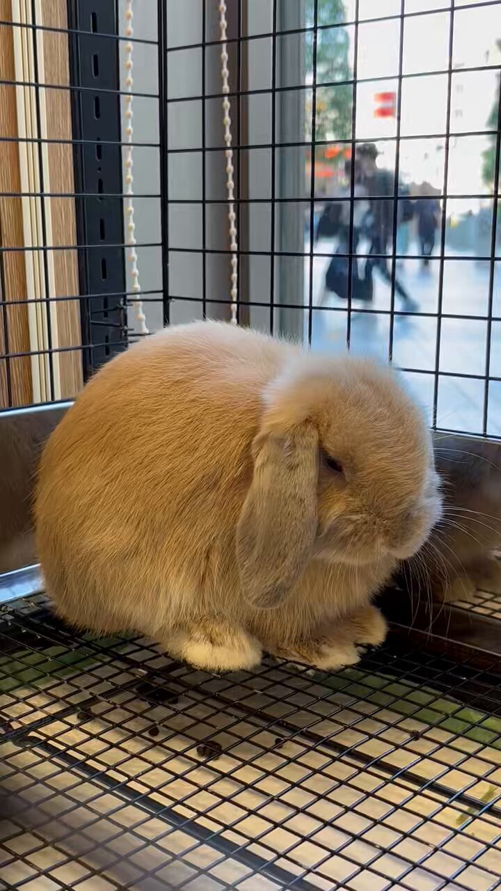 うさ※プロフ必読ページ Z/X -Zillions of enemy X- テーマ曲 「ゼクス～強いチカラ