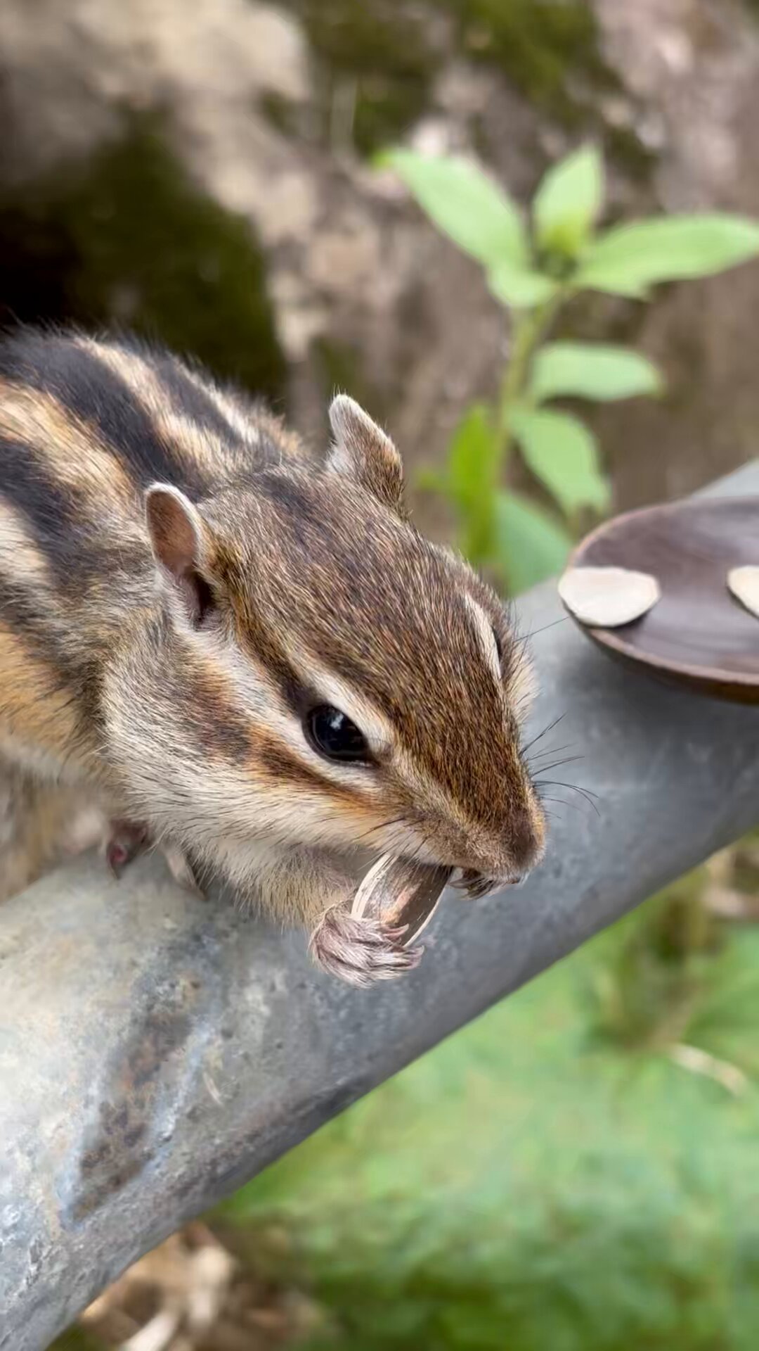 【misen2014 さま】ornament ❀ 木の実を持った リスさん a misen2014 さま】* vintage ❀ 木の実を持った リスさん