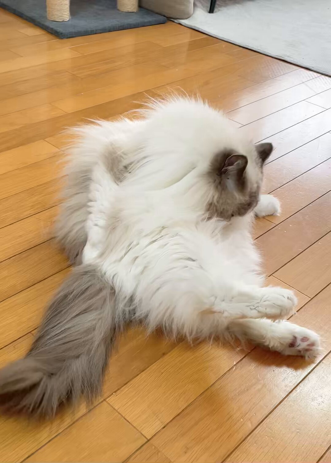 もふもふ - Search / X