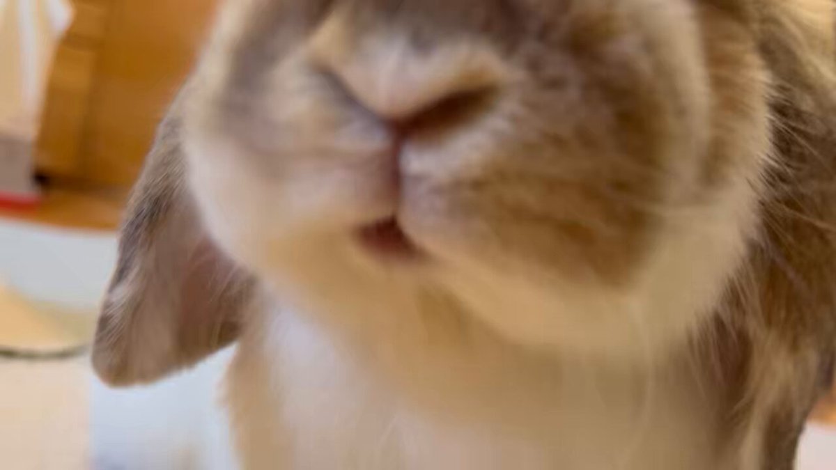 うさぎXうさぎ 風泉（本人） on X: 