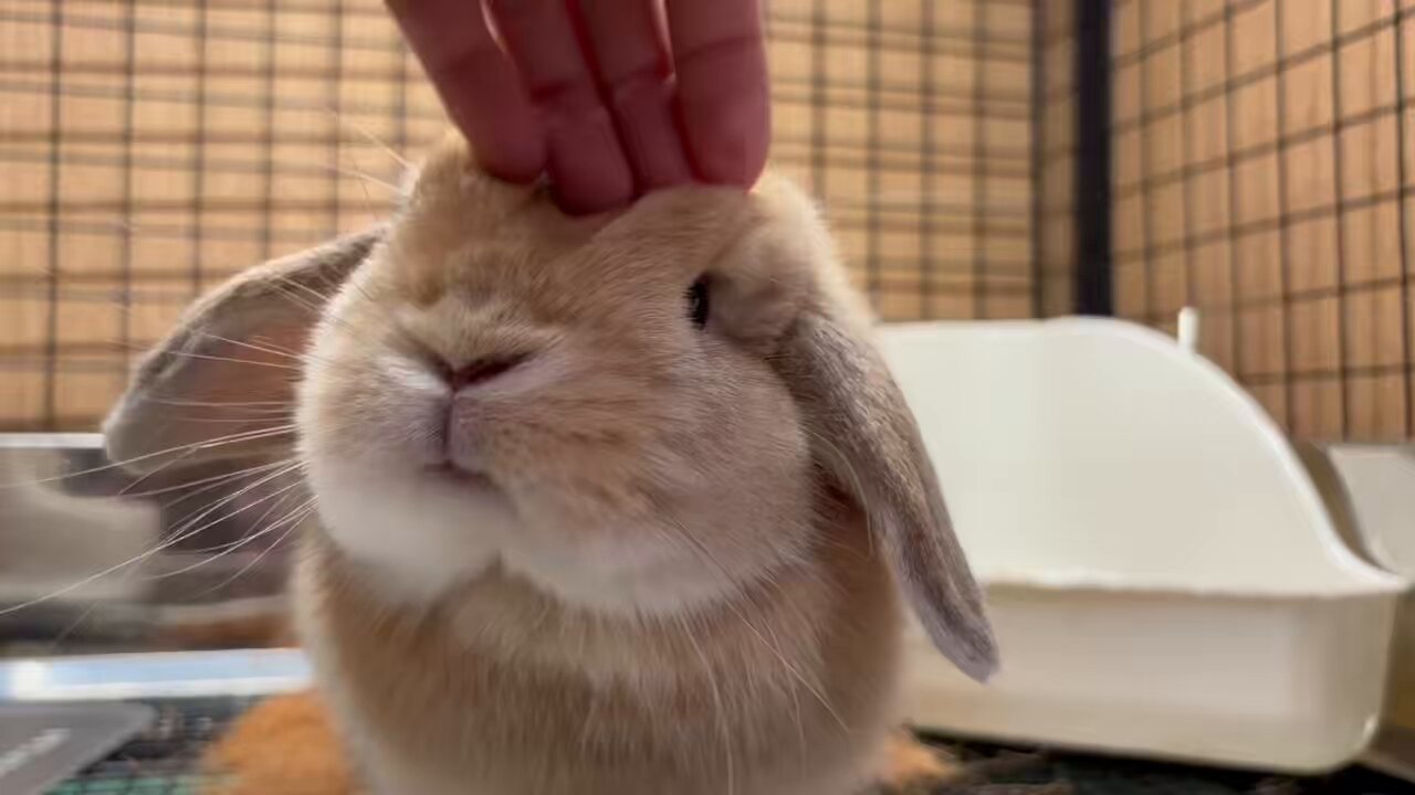 うさぎのしっぽ　うさぎのフード 吉祥寺店 | うさぎのしっぽ