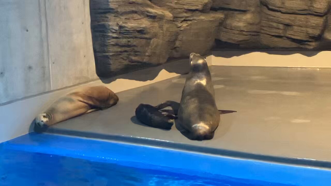 オウオウアシカ ∞`⊃)З₊⁎⁺˳✧༚ 可愛いこまちさん❤️ 男鹿水族館へ初めて行き