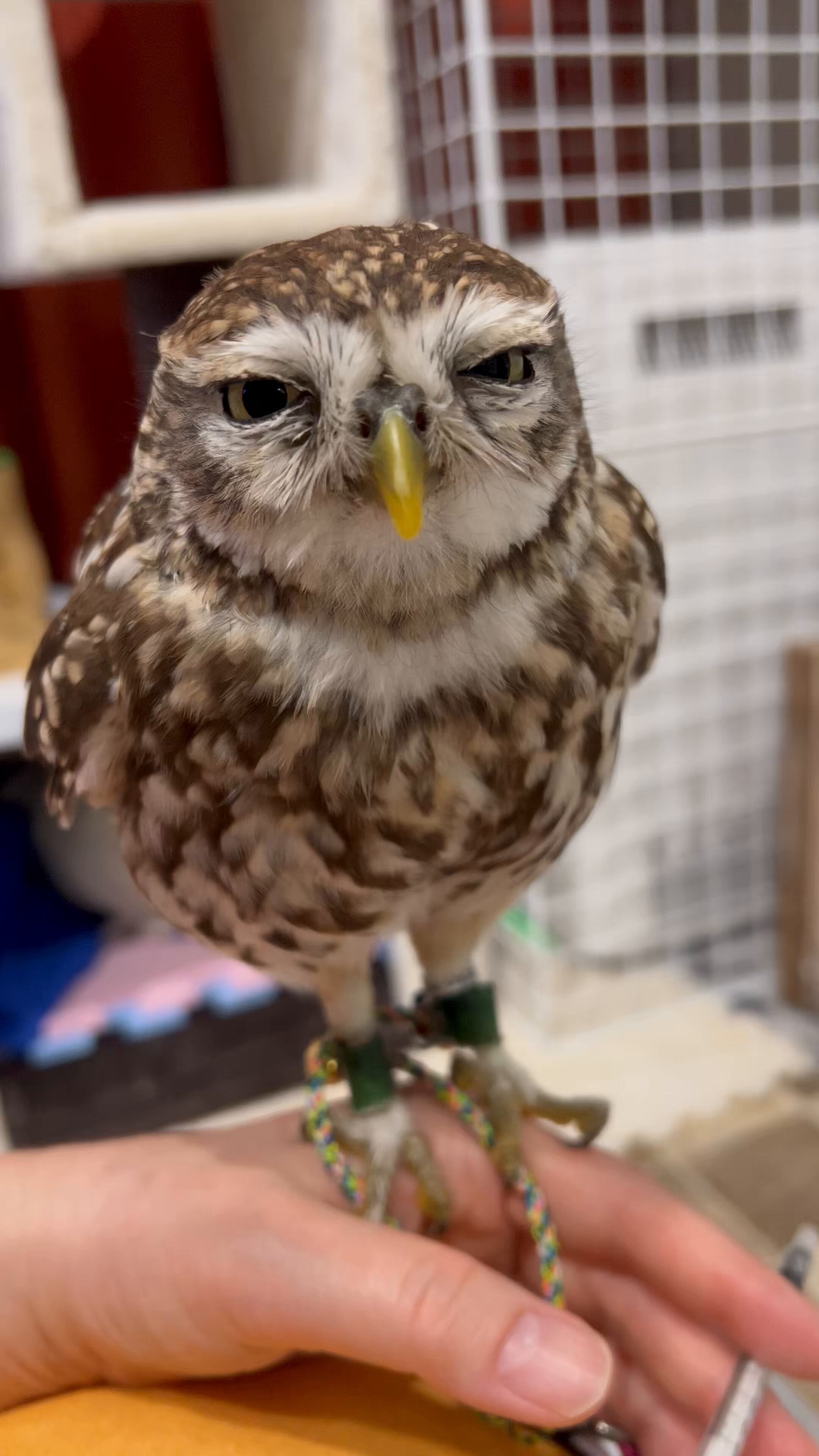 owl様 Amazon.com: Esschert Design ZYCT815 Steampunk Owl in Flight