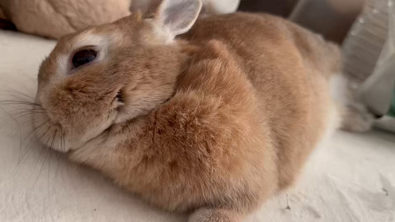 うさぎちゃん on X: 
