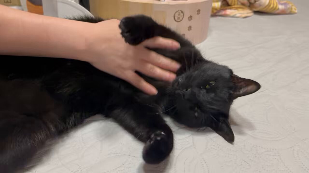 コブたぬキツねこ ♪うたアニメ】こぶたぬきつねこ〈うた：いっちー＆なる〉 - YouTube