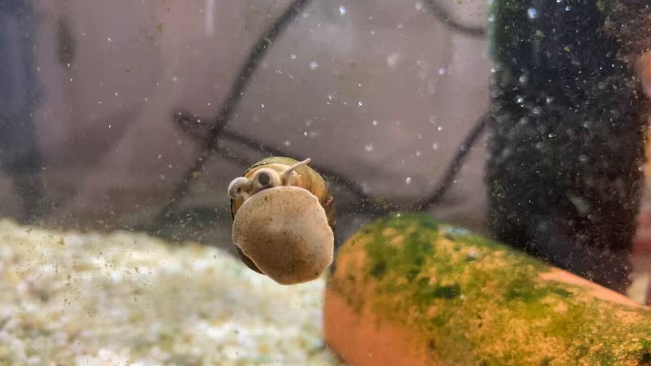稀少 天然石 握り石 金魚 金魚の石 - البحث / X