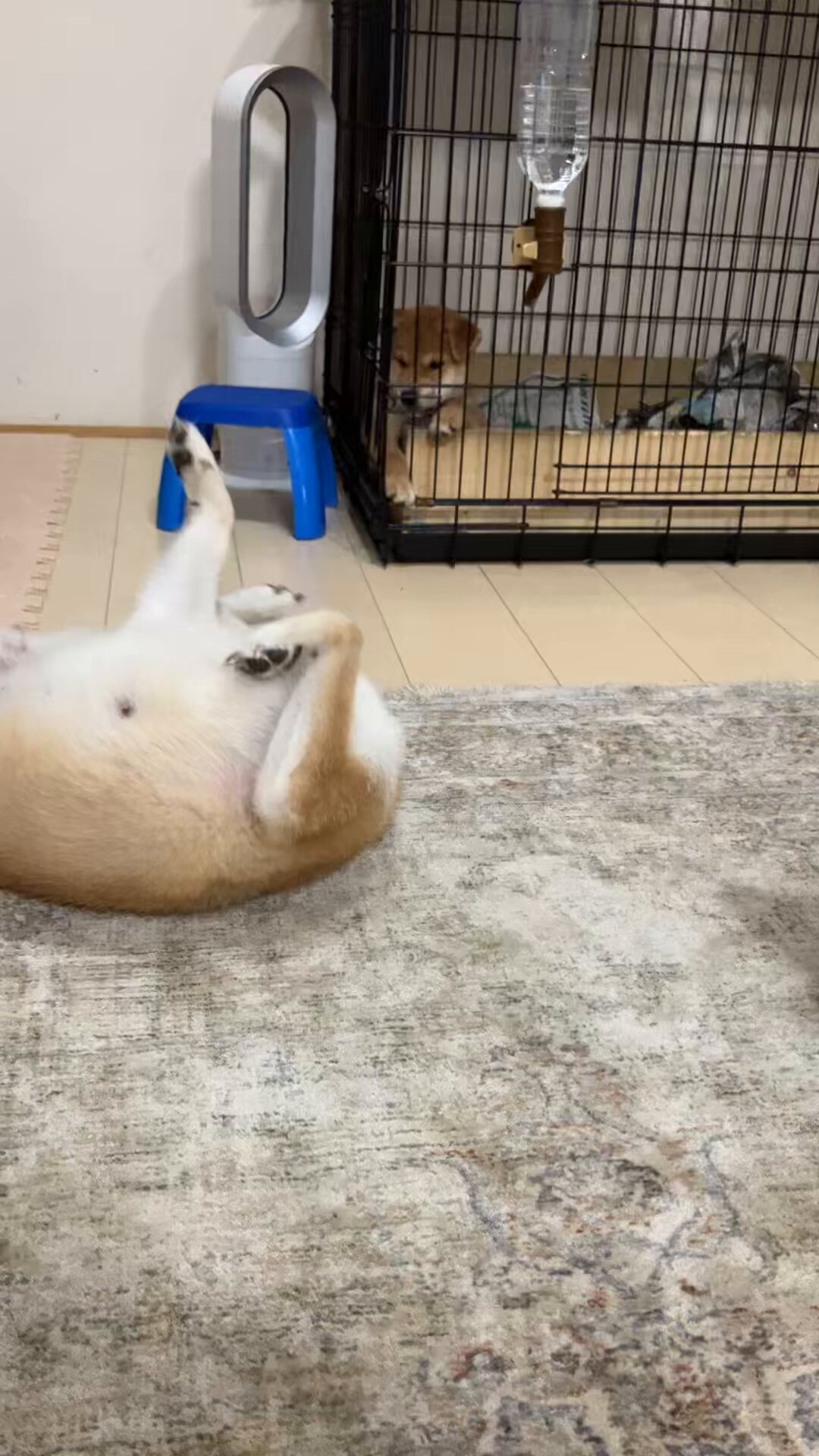 シーバ多頭飼い 真凜（まりん）出産しました20250729 on X: 