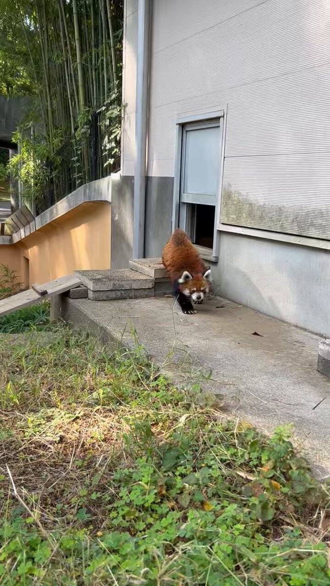 パンツ redpanda title 🚨 SURPRISE! We've welcomed twin red panda kits to our