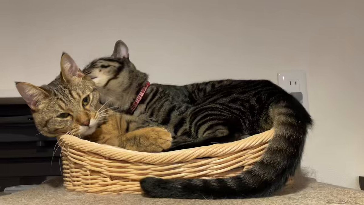 （むぎ★） むぎ (@mugi411) / X