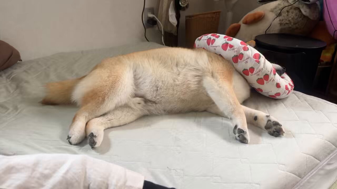 柴犬おもち on X: 