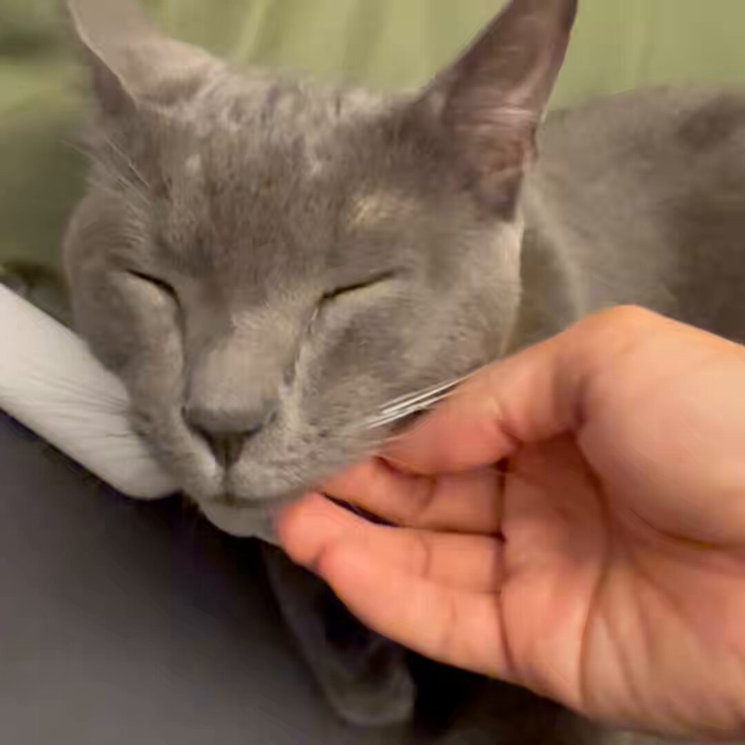 ねこ Amazon | AUSCAT 猫 爪研ぎ 段ボール ガリガリウォール L字型猫