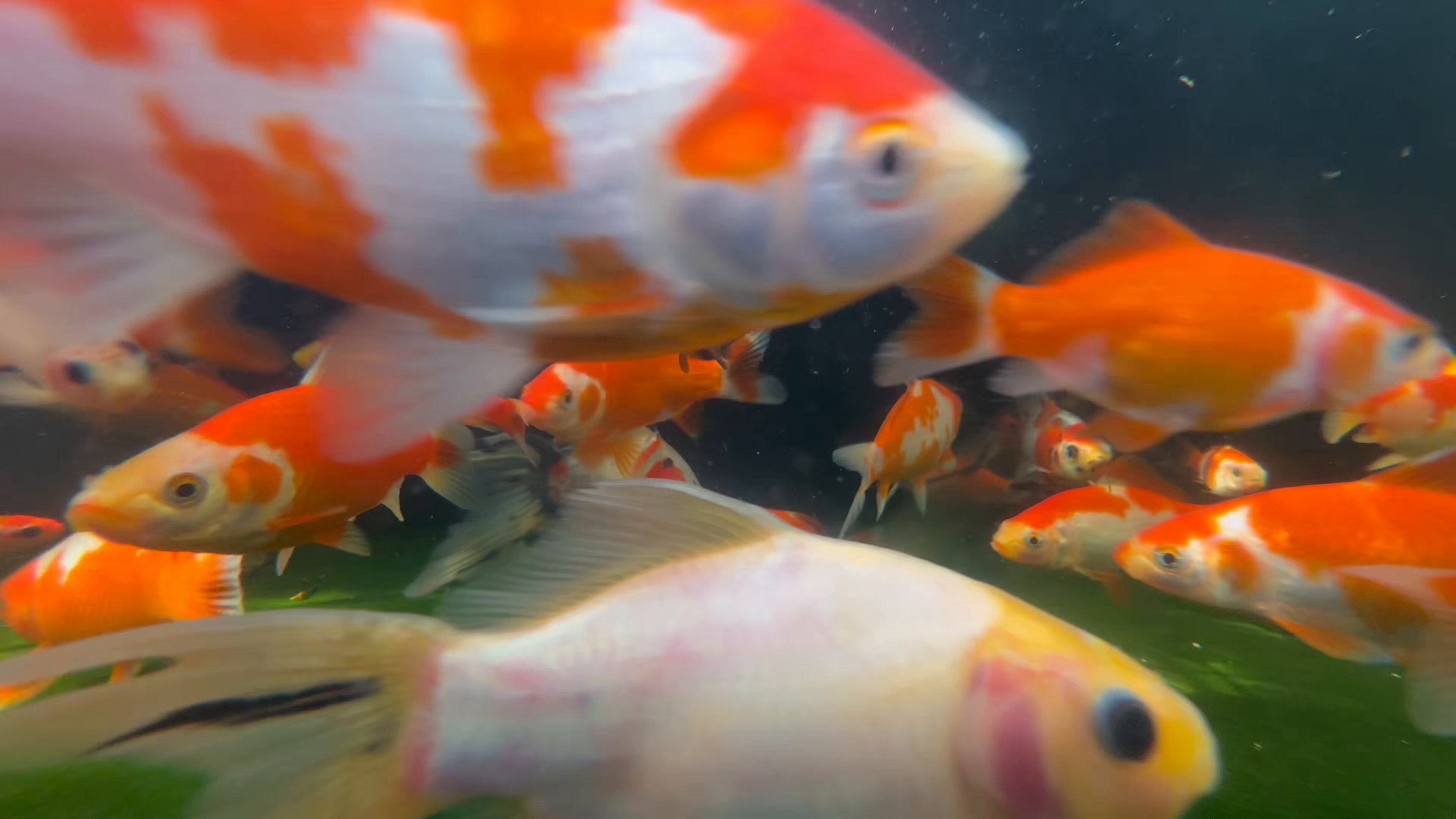 金魚 楽天市場】(金魚 生体)【数量限定】 桜地金【国産】（10cm前後