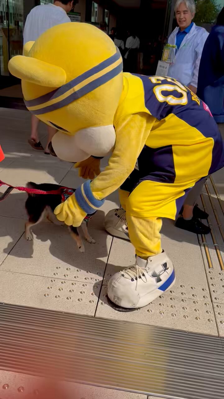 ⑩ ブレックス ブレッキー 香る勝ちだるま イベント情報／アングラーズショップmaniac's様 激夏オリカラ