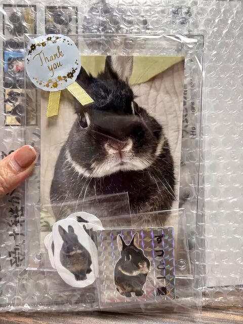 うさぎりんページ うさぎの凛🐰心の処方箋 (@usaginorinn) / X