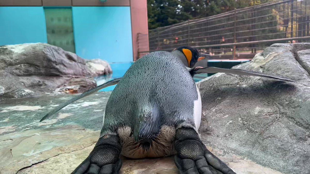 penguin_mall39 (@penguin_mall39) / X