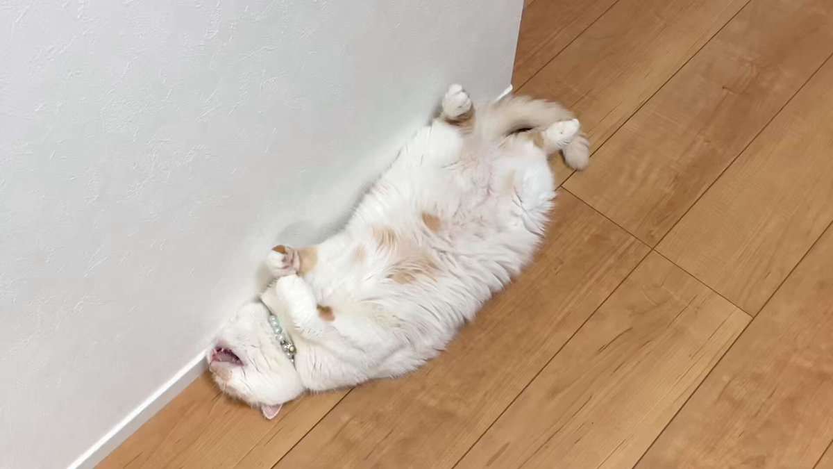 ホイップ@ねこ休み展 on X: 