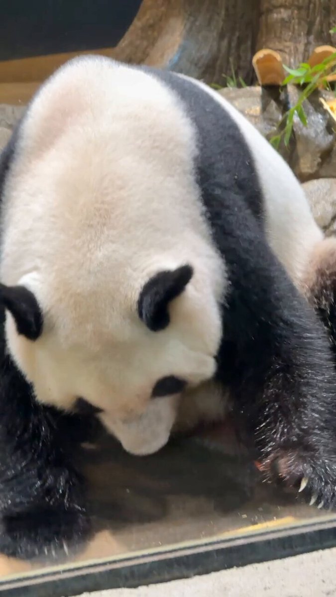 パンダ様 Amazon | 52TOYS BLINDBOX PANDA ROLL Panda As A Cat [パンダ