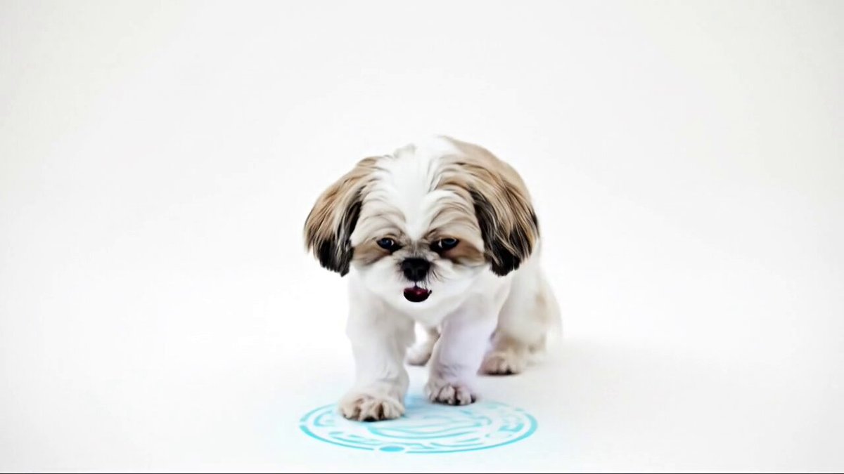 【SOLD】お正月❁飾り シーズー シーズー犬 ししまる&ちゃちゃまる (@shishimaru521) / X