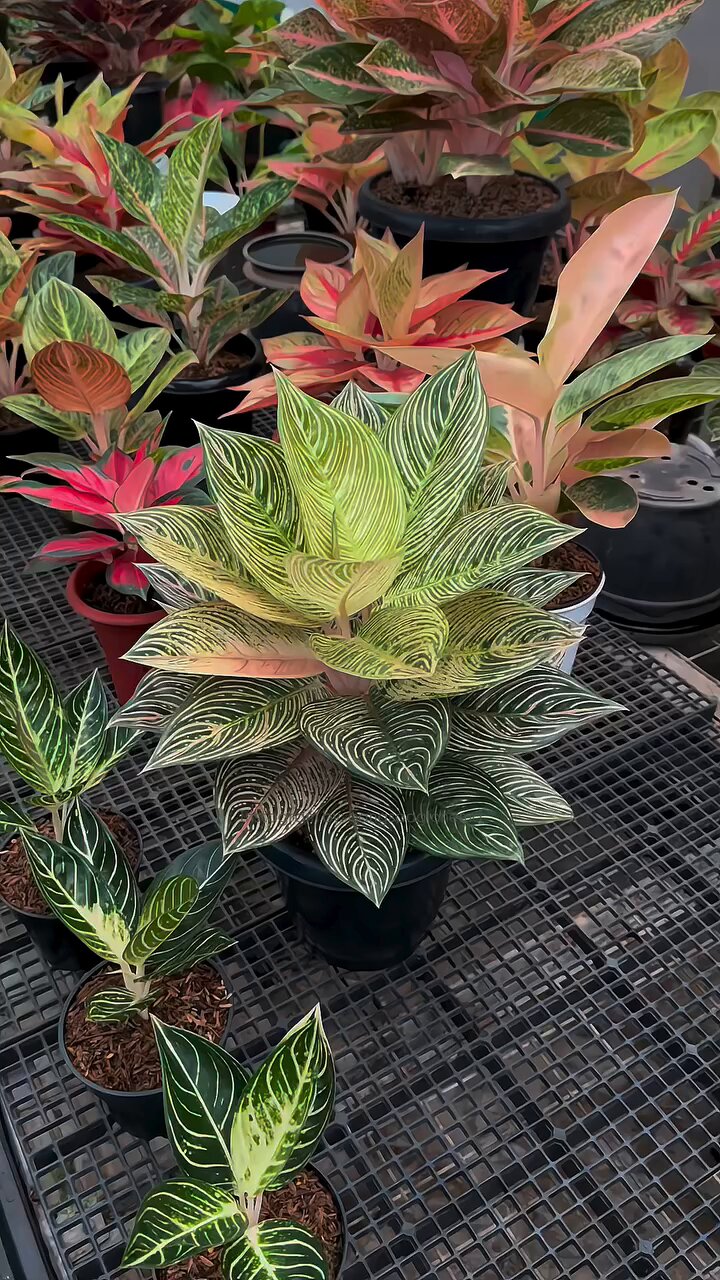その他観葉植物 Aglaonema Golden Hope Aglaonema Golden Hope 【artPLANTs】アグラオネマ/ Aglaonema