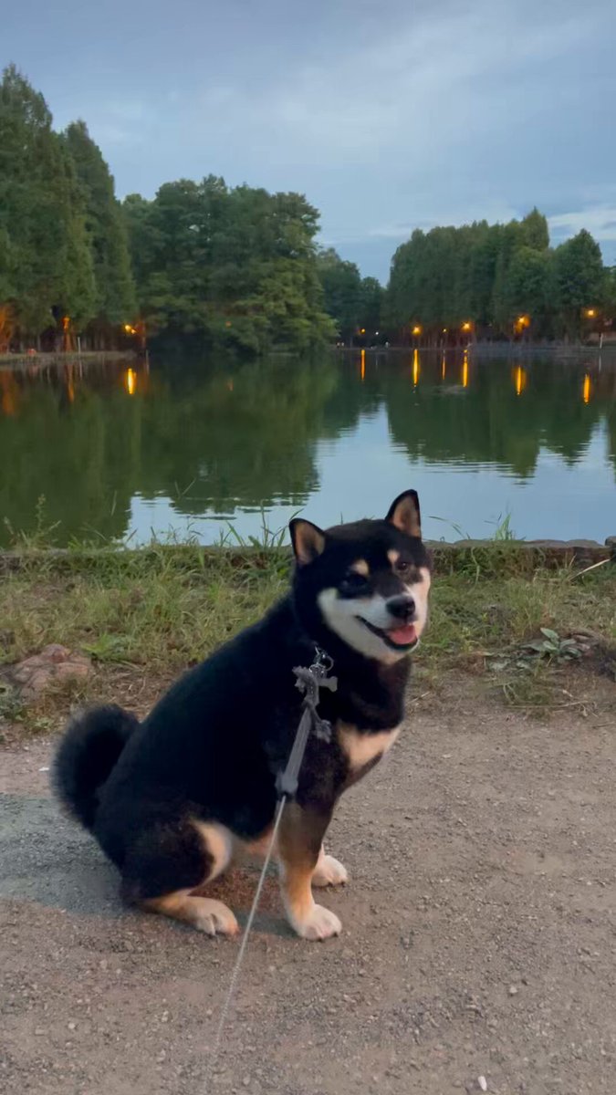 NOZUE8🦴黒柴のハチ♂ (@nozue_hachi8) / X