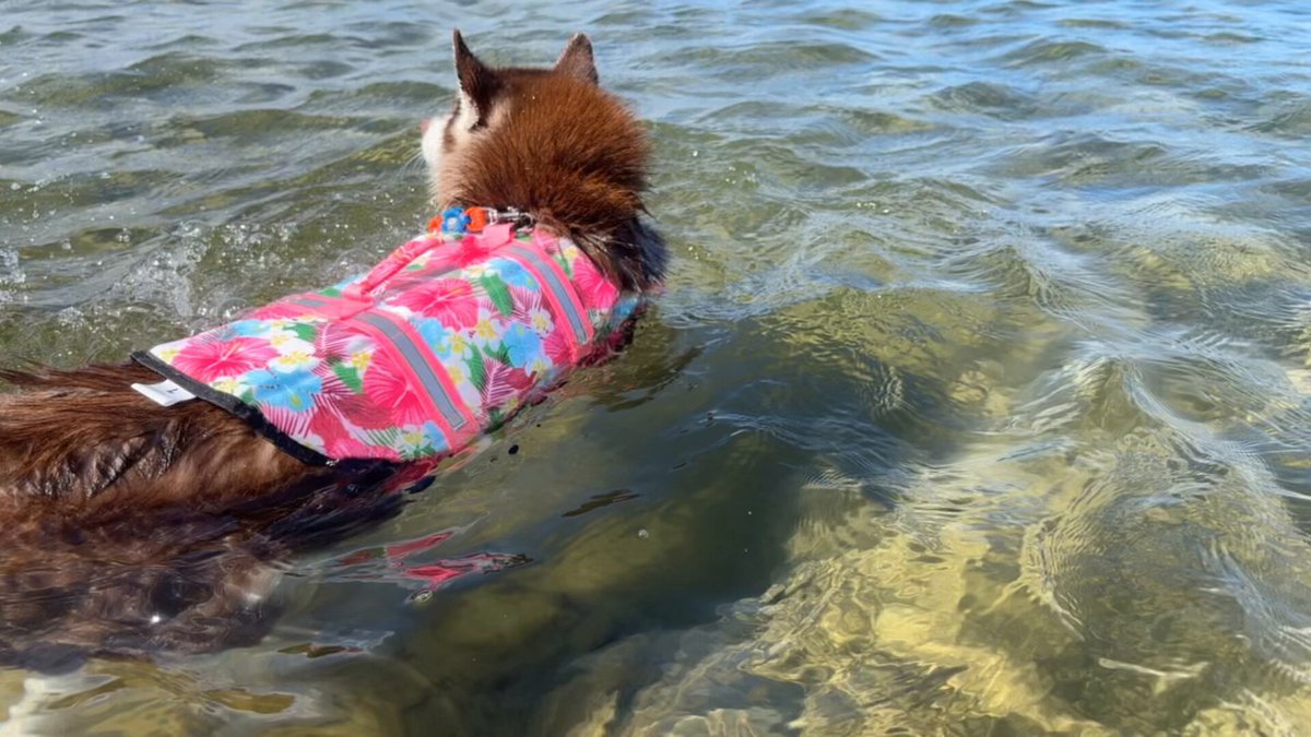 ふくまるページ Highlights by ふくまる＋ぶな＝ (@fukumaru_buna) / X