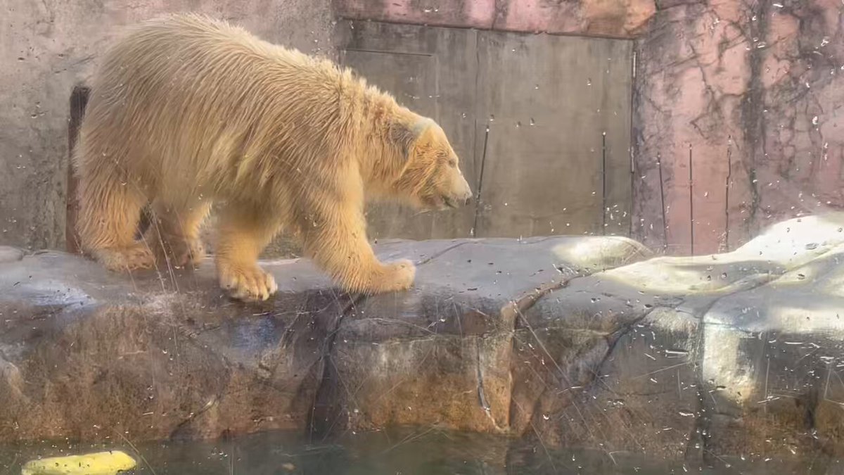 爽やかクマさん おっきめリボン【1361】 カドリー・ドミニオン ツキノワグマお座りVer. (Sサイズ) | 阿蘇