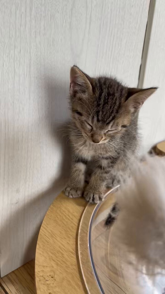 ♡ねむり猫様確認ページ♡ ママの股はツムの特等席👸🫶 #ねこ #寝顔