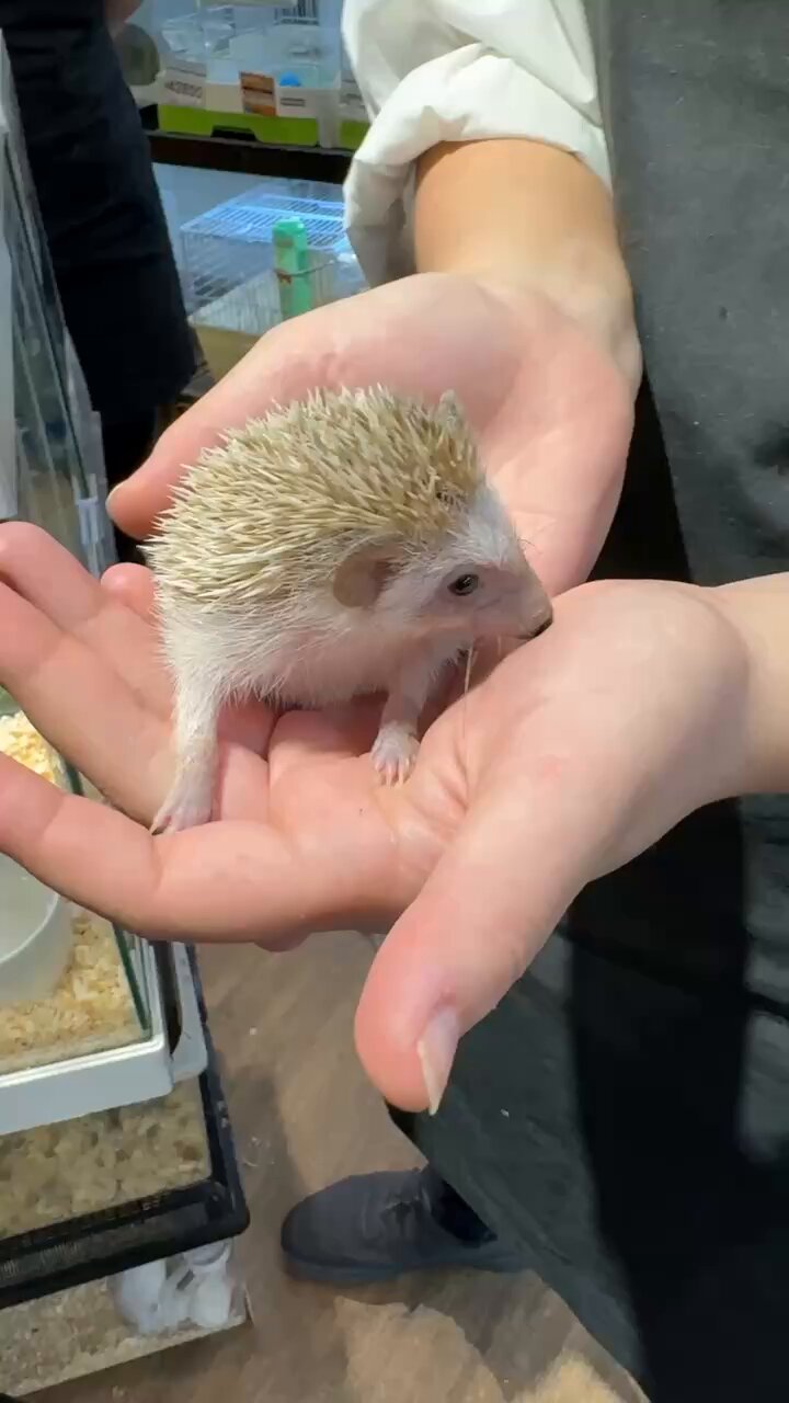 スークイン　ハリネズミ ハリネズミ＆苺【Hedgehog & Strawberries】Bowbrook Studios